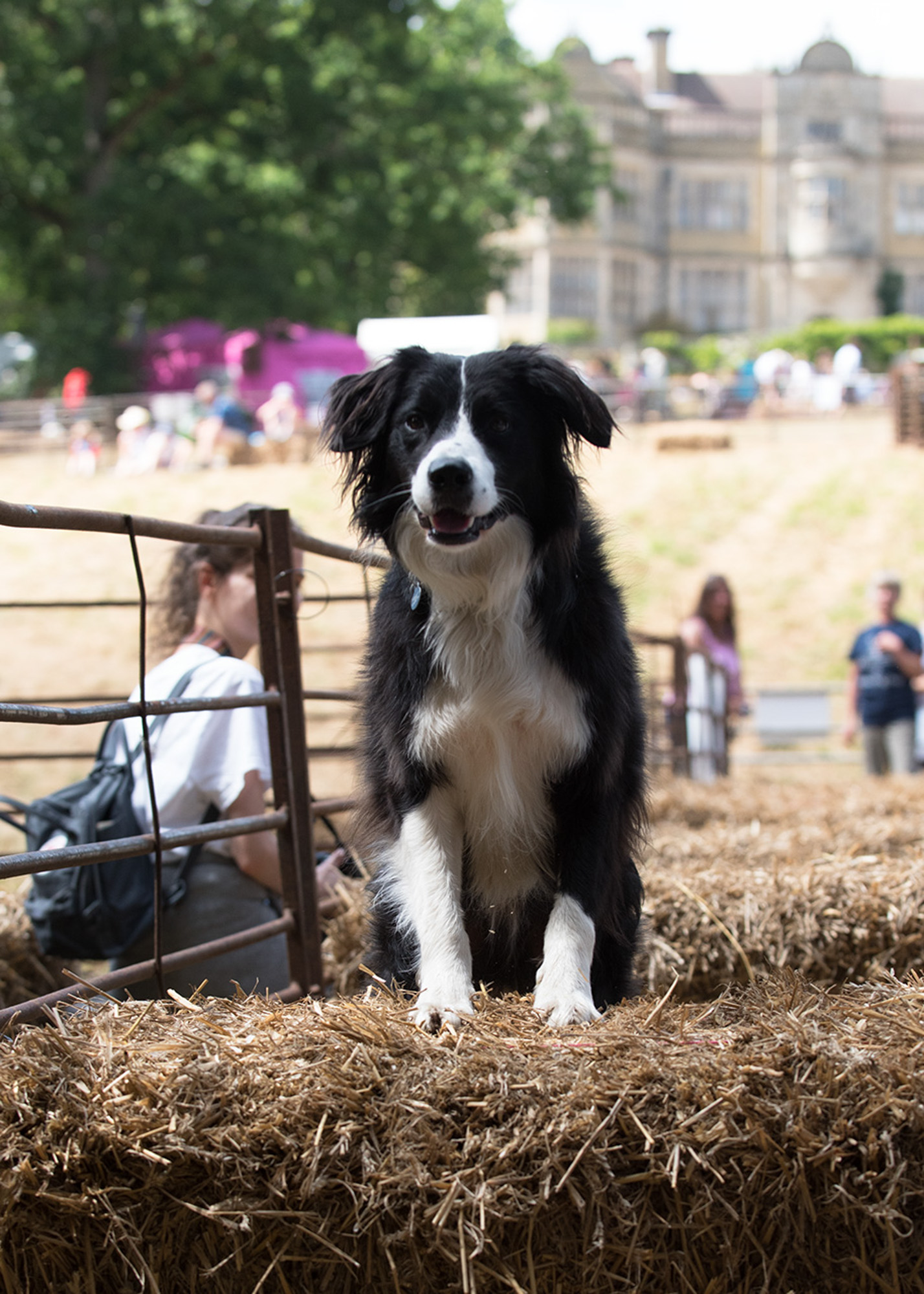 HaveaGo Events Ludlow Dog Day