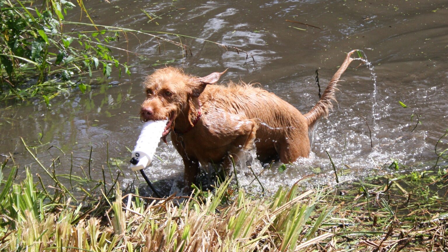 Ludlow Dog Day All you need to know about Ludlow Dog Day 2021 Prize