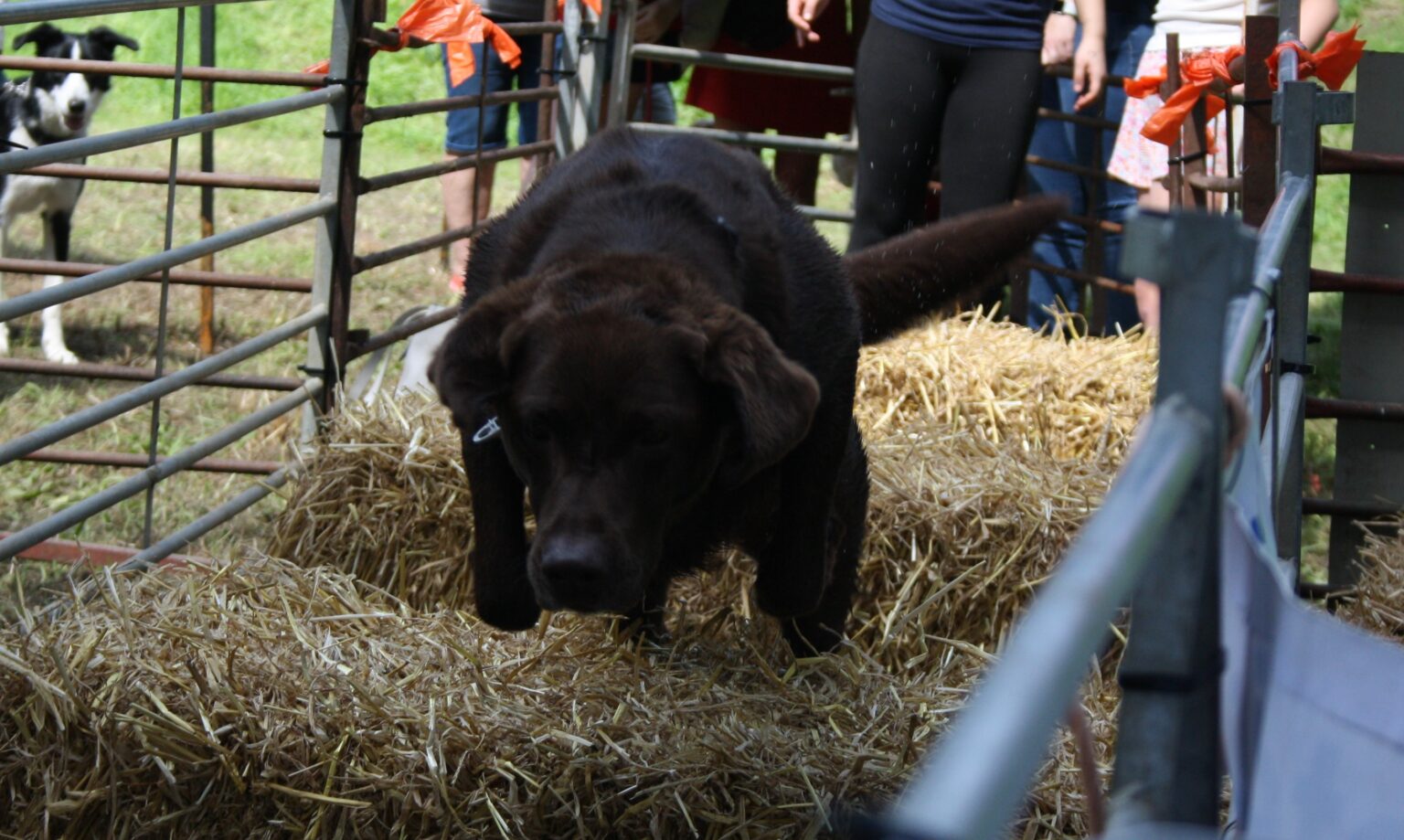 Ludlow Dog Day All you need to know about Ludlow Dog Day 2021 Prize Draw and Charity Auction